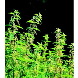 NETTLES - Urtica dioica