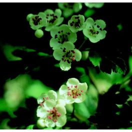 HAWTHORN-MAY - Crataegus oxyacantha