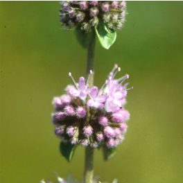 PENNYROYAL - Mentha pulegium