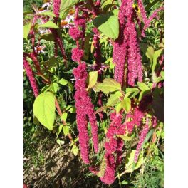 AMARANTHUS - Amaranthus caudatus