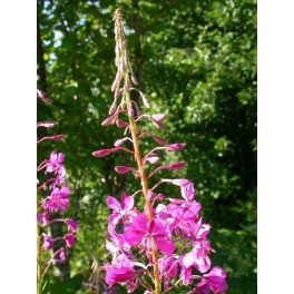 FIREWEED - Epilobium angustifolium