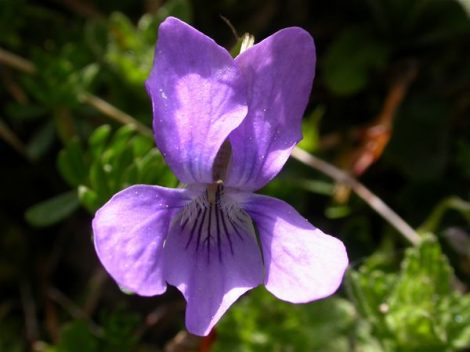Erdei ibolya (Viola hirta)