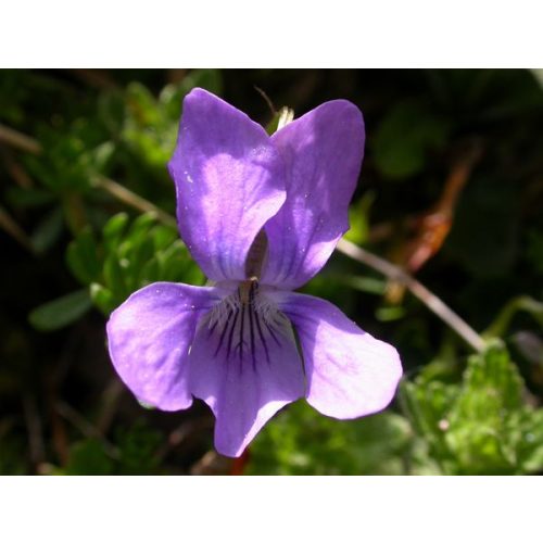 DEVA Európai virágeszencia Erdei ibolya (Viola hirta)