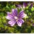 Erdei mályva (Malva sylvestris) DEVA Európai virágeszencia