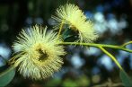 EUCALYPTUS - Eucalyptus globulus