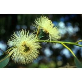   Eukaliptusz (Eucalyptus globulus) DEVA Európai virágeszencia