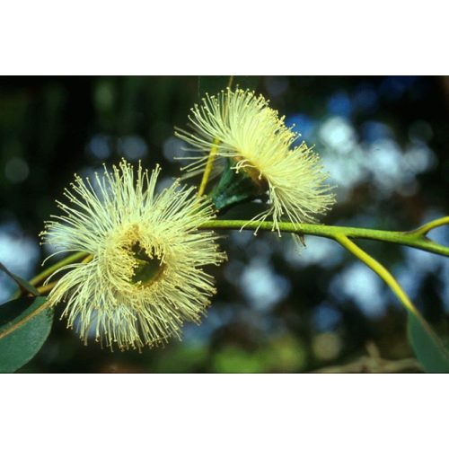 Eukaliptusz (Eucalyptus globulus) DEVA Európai virágeszencia