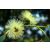 Eukaliptusz (Eucalyptus globulus) DEVA Európai virágeszencia