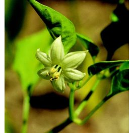   Étkezési paprika (Capsicum annuum) DEVA Európai virágeszencia