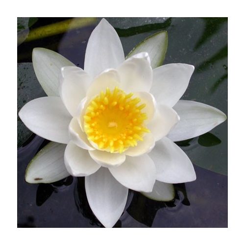 WHITE WATER LILY - Nymphaea alba