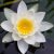 WHITE WATER LILY - Nymphaea alba