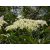 ELDER - Sambucus nigra