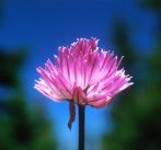 WILD GARLIC - Allium sativum