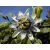 PASSIONFLOWER - Passiflora sp.