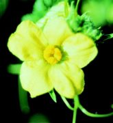 Görögdinnye (Citrullus vulgaris)