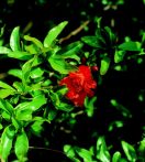 Gránátalmafa (Punica granatum)