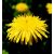 DANDELION - Taraxacum officinalis