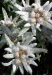 Havasi gyopár (Leontopodium alpinum)