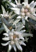   DEVA Európai virágeszencia Havasi gyopár (Leontopodium alpinum)