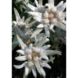   Havasi gyopár (Leontopodium alpinum) DEVA Európai virágeszencia