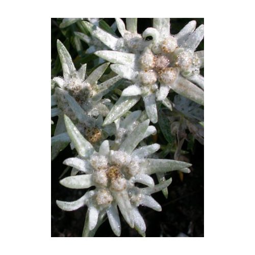 Havasi gyopár (Leontopodium alpinum) DEVA Európai virágeszencia