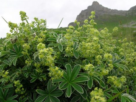 DEVA Európai virágeszencia Havasi palástfű (Alchemilla alpina)