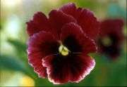   DEVA Európai virágeszencia Háromszínű árvácska (Viola tricolor)