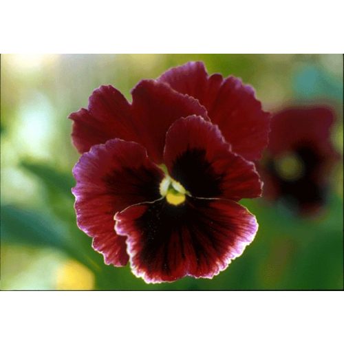 Háromszínű árvácska (Viola tricolor) DEVA Európai virágeszencia