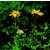 Hegyi árnika (Arnica montana) DEVA Európai virágeszencia