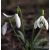 SNOWDROP - Galanthus nivalis