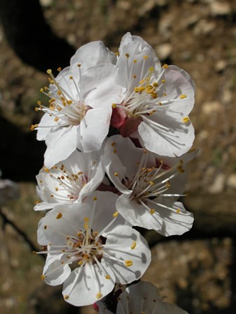 Kajszibarack (Prunus armeniaca)