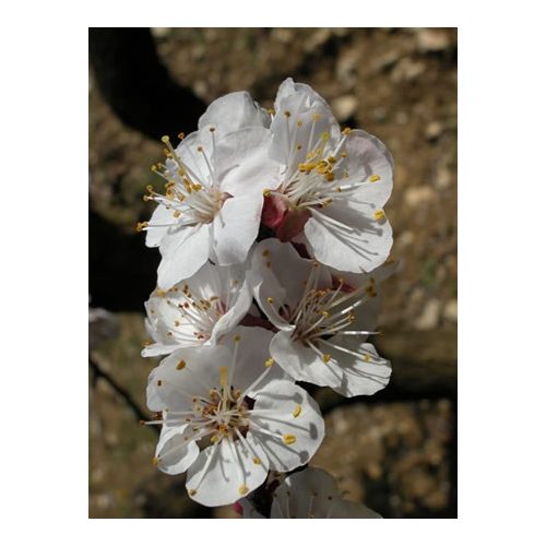 APRICOT - Prunus armeniaca