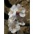 Kajszibarack (Prunus armeniaca) DEVA Európai virágeszencia
