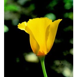   Kaliforniai kakukkmák (Eschscholzia californica) DEVA Európai virágeszencia
