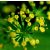 DILL - Anethum graveolens