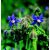 BORAGE - Borago officinalis