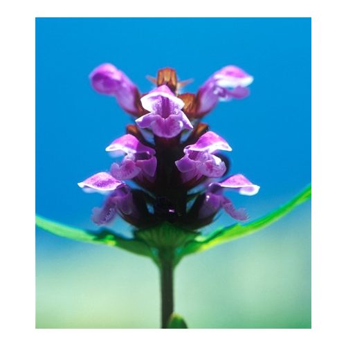 Közönséges gyíkfű (Prunella vulgaris) DEVA Európai virágeszencia