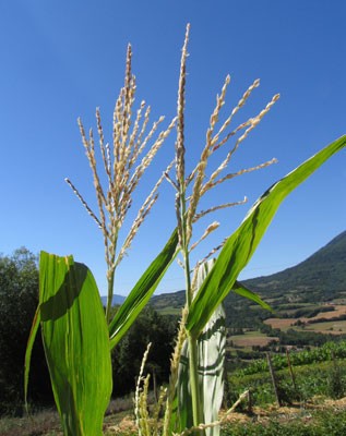 DEVA Európai virágeszencia Kukorica (Zea mays)