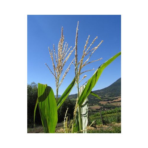 Kukorica (Zea mays) DEVA Európai virágeszencia