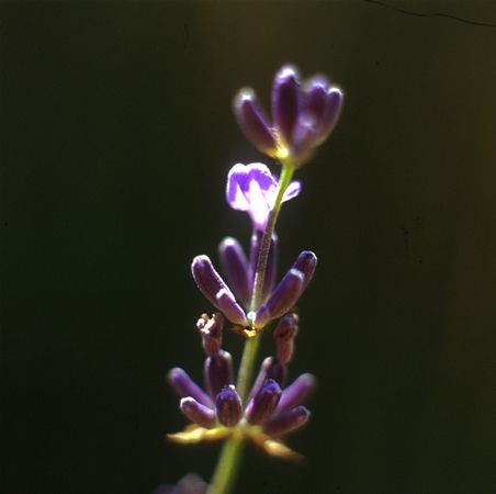 DEVA Európai virágeszencia Levendula (Lavendula officinalis)