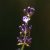 LAVENDER - Lavendula officinalis