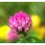 RED CLOVER - Trifolium pratense