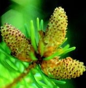 DEVA Európai virágeszencia Lucfenyő (Picea abies)