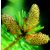 SPRUCE - Picea abies