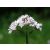 Macskagyökér (Valeriana officinalis) DEVA Európai virágeszencia