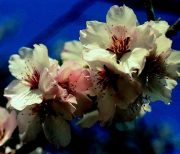 ALMOND - Prunus amygdalus