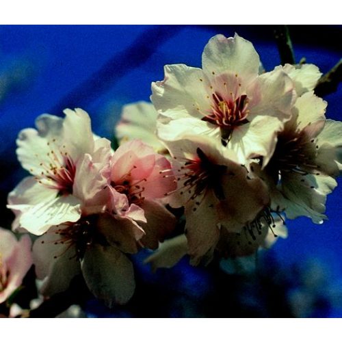 Mandulafa (Prunus amygdalus) DEVA Európai virágeszencia