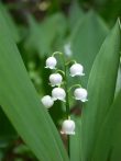 Májusi gyöngyvirág (Convallaria majalis)