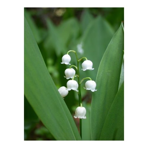 LILY OF THE VALLEY - Convallaria majalis