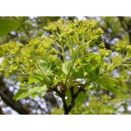 Mezei juhar (Acer campestre) DEVA Európai virágeszencia